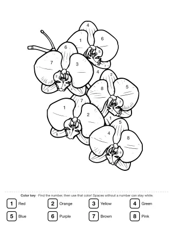 Black and white line drawing of a branch with five blooming orchids, showing detailed petals, sepals, and central lips on a white background.