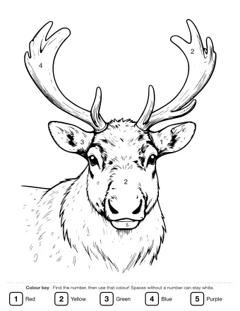 Black and white line art portrait of a reindeer's face, showing large branching antlers, wide ears, and detailed fur texture on the muzzle and neck.