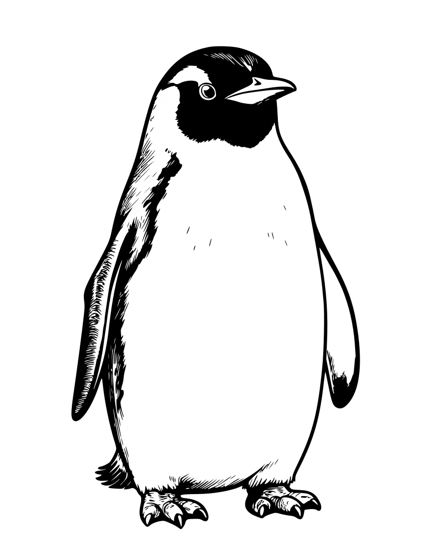 Black and white line drawing of a realistic penguin standing upright, showing its beak, flippers, webbed feet, and detailed feather lines.